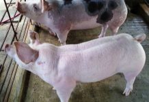 Blood sampling sa ilang baboy na namamatay sa San Fabian Pangasinan di pa maisagawa dahil sa kakulangan ng pondo