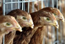 Region 1, nananatiling bird flu free-Department of Agriculture(DA)