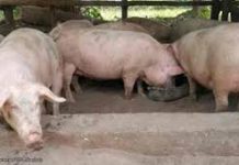 Samahan ng Industriya at Agrikultura (SINAG) pinabulaanan na may panibagong outbreak ng African Swine Fever (ASF) ang lalawigan ng Pangasinan