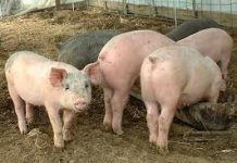 African Swine Fever, muling lumalaganap sa Eastern Pangasinan