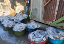 Bangus vendors sa ilang pamilihan sa Dagupan City, nanawagan sa otoridad na protektahan ang suplay ng Dagupan bangus