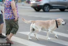 Iresponsableng pet owners sa Dagupan City, mayroon pa rin