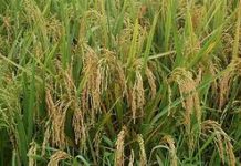 Mainit na panahon nakatulong sa pag-aani ng mga rice farmers sa Region1