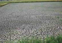 50 porsyento ng mga sakahan sa Pangasinan posibleng maapektuhan sa kakulangan ng patubig