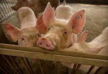 Lalawigan ng Pangasinan, hindi na nakapagtala ng African Swine Fever o ASF