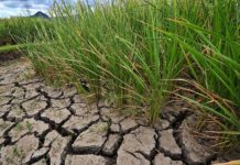30,000 ektaryang palayan apektado sa pansamantalang tigil-operasyon ng San Roque dam