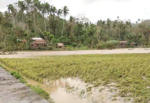 Pinsala ng ‘Fabian’ sa sektor ng agrikultura sa Region 1 umabot sa P60.5 milyon