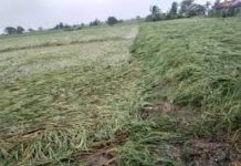 Higit 60 milyong piso pinsala sa agrikultura na idinulot ni Bagyong Maring sa Pangasinan