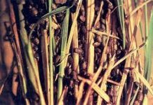 Pesteng rice black bugs, umatake sa bayan ng Asingan