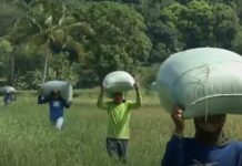 Mga local farmers pinapatay ng importasyon ng bigas at nangyayaring smuggling – SINAG