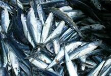 Suplay ng isda sa bansa nananatiling sapaT- SINAG