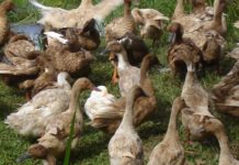 Pagpasok ng itik, pato, at pogo sa Pangasinan ipinagbabawal muna dahil sa banta ng avian influenza o bird flu