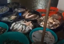 National Fisheries and Aquatic Resources Management Council, tutol sa pag-import ng Department of Agriculture ng 60,000 metric tons ng galunggong at iba pang mga isda