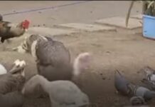 Avian flu o bird flu hindi pa nakapasok sa lalawigan ng Pangasinan – SINAG