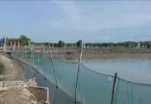 Paglaki ng mga alagang isda apektado sa tuwing malamig ang panahon