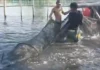 SAMAPA, ipinaliwanag ang pagkakaiba ng fishkill at gataw sa mga isda