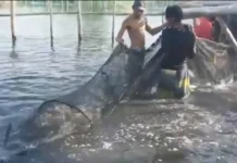 SAMAPA, ipinaliwanag ang pagkakaiba ng fishkill at gataw sa mga isda
