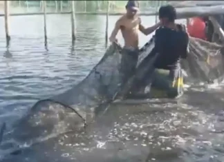 SAMAPA, ipinaliwanag ang pagkakaiba ng fishkill at gataw sa mga isda
