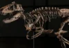 Nanotyrannus fossils nabili sa auction ng mahigit $47-M