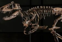 Nanotyrannus fossils nabili sa auction ng mahigit $47-M