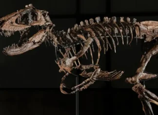 Nanotyrannus fossils nabili sa auction ng mahigit $47-M
