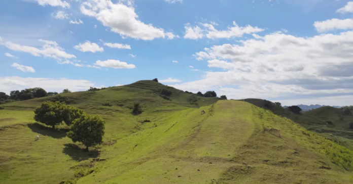 Mini New Zealand