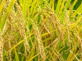 PAG-IMPORT SA NASUD SA BUGAS, MIABOT NA SA 4.07 MILLION METRIC TONS TALIWALA SA EL NIÑO