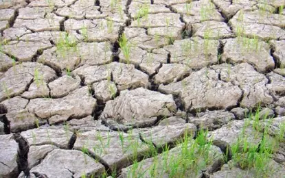 el-nino-philrice.jpg