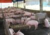 DA, NAGLUSAD OG IMBESTIGASYON SA EPEKTO SA IMPORTED PORK SA LOKAL NGA HOG RAISERS