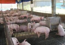 DA, NAGLUSAD OG IMBESTIGASYON SA EPEKTO SA IMPORTED PORK SA LOKAL NGA HOG RAISERS