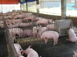 DA, NAGLUSAD OG IMBESTIGASYON SA EPEKTO SA IMPORTED PORK SA LOKAL NGA HOG RAISERS