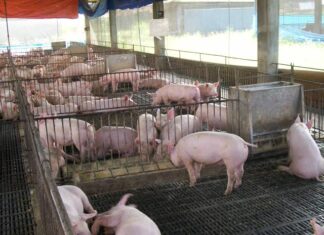 DA, NAGLUSAD OG IMBESTIGASYON SA EPEKTO SA IMPORTED PORK SA LOKAL NGA HOG RAISERS