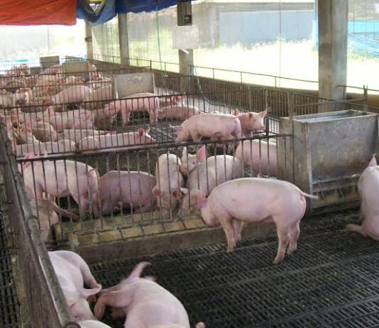 DA, NAGLUSAD OG IMBESTIGASYON SA EPEKTO SA IMPORTED PORK SA LOKAL NGA HOG RAISERS