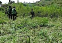 Marijuana plantations sa ilang lugar sa Region 12 na umanoy mini-maintain ng mga lawless groups, minomonitor ng PDEA