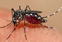 380 dengue case, 5 patay natala sa GenSan-CHO