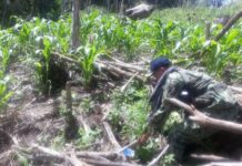 Kapin milyon nga kantidad sa 12k nga punuan sa Mariwana gipang-ibot sa kapulisan