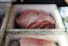 Bahad sa African Swine Fever gikabalak-an, busa pagpasulod ug baboy sa dakbayan ginabawal