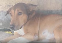 City Vet Office nagpahimangno nga angayang buhanton kung mabiktima sa Irong buang