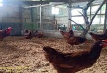 Dakbayan makabaligya ug poultry products human nagnegatibu ang laboratory test sa bird flu