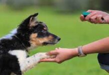 Irresponsable nga pet owner mag-atubang ug silot segun sa city vet