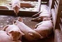 Usa ka barangay sa dakbayan nagpositibo sa African Swine Fever busa ginabawalan sila nga dili magbuhi ug baboy