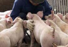 Lugar sa Gensan nga naigo sa ASF dili gihapon makabuhi ug baboy