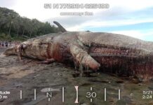 Sperm whale nga napadpad sa baybayon sa Sugal, Jose Abad Santos, Davao Occidental angayang mahipos og tarong