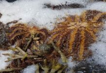 Ubay ubay nga Crown of thorns fish nakita sa Sarangani Bay