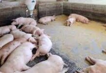 Local veterinary officials gipahunong una sa pagbuhi ug baboy ang mga hog raisers sa South Cotabato gumikan sa nagkadaghan nga kaso sa ASF infections