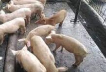 Local hog raisers naapektuhan sa kanunay nga pag import sa gobyerno og baboy gikan sa ubang nasud