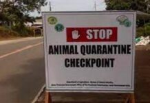 120 ka kilo sa karneng baboy nakumpiska sa Tinagacan ASF checkpoint gikan sa Digos City