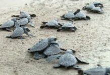 Pagsaulog sa CENRO-Gensan sa World Sea Turtle Day nagmalampuson