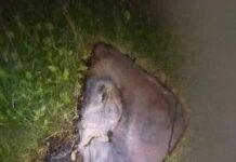 Gikatahapang panit o pako sa mananap nga nakit-an sa Lun Pandidu, Malapatan usa ka pagi-MENRO