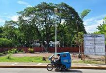 Pagkotkot palibot sa Acacia nga naghatag peligro sa bag-ong City Hall gisugdan na sa CENRO